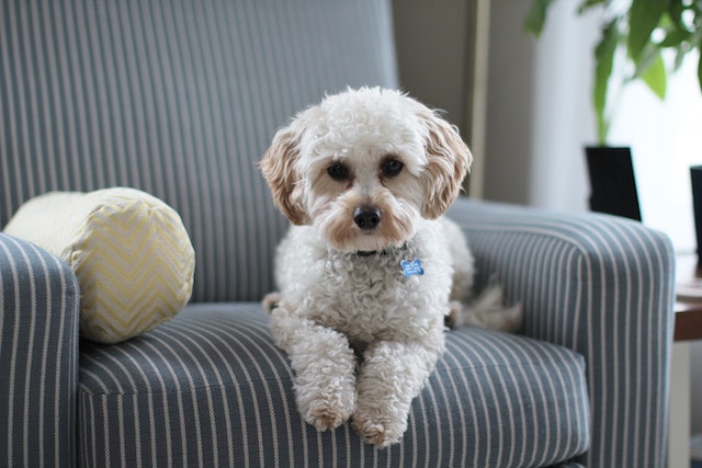 a white miniature poodle sits on a grey and white striped armchair next to a round grey and yellow chevron pillow
